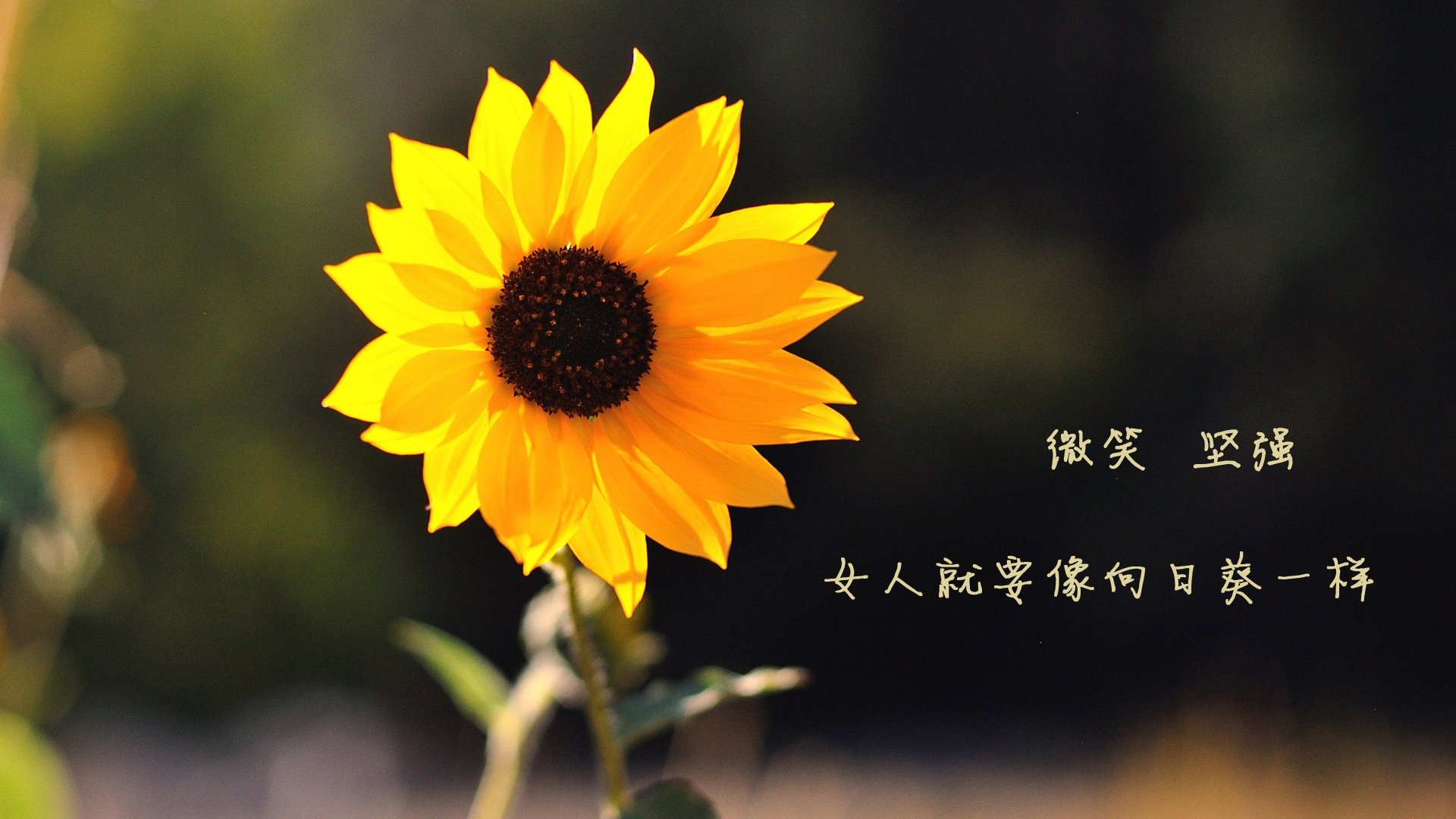 开云体育官方网站-当梅西的刀锋遇上哥斯达黎加的盾墙，一场关于个人神性与集体意志的悖论