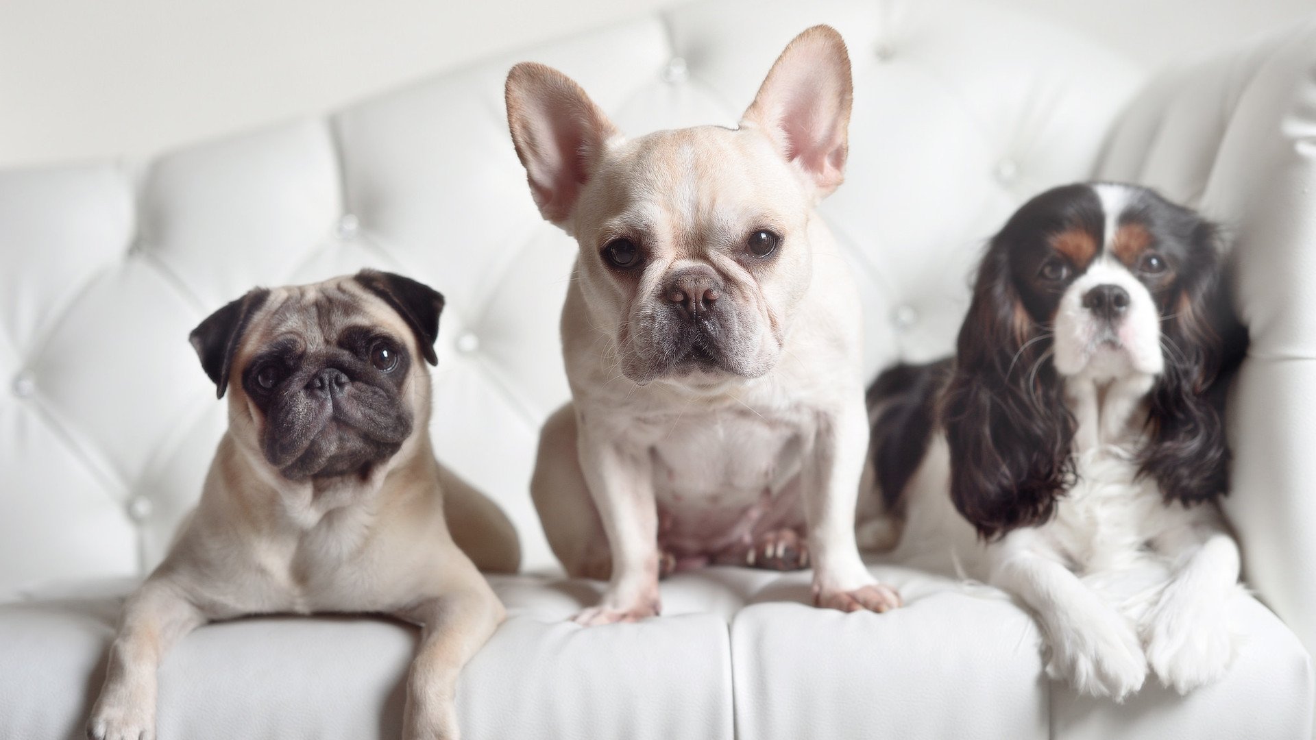 姆巴佩的闪电，为何劈不开比利时筑起的叹息之墙？