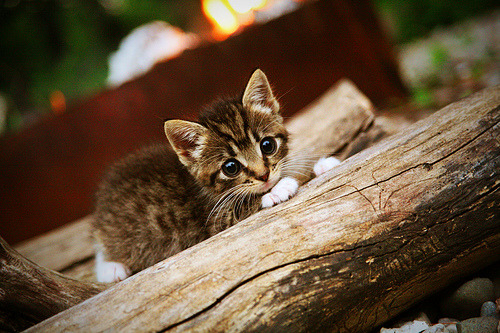 曼城客场挑战土耳其劲旅,门将拉亚神勇扑救铸就全场焦点