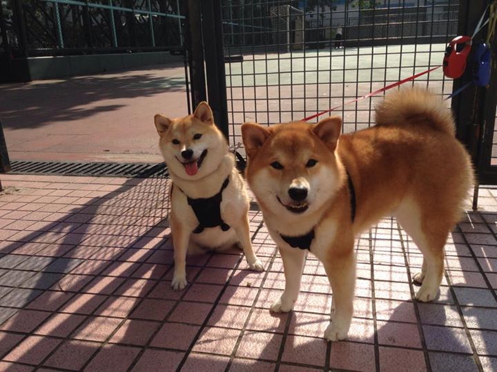 魔笛与黄金锤，克罗地亚逆转之战，少年神兵加维如何奏响绿茵最强音