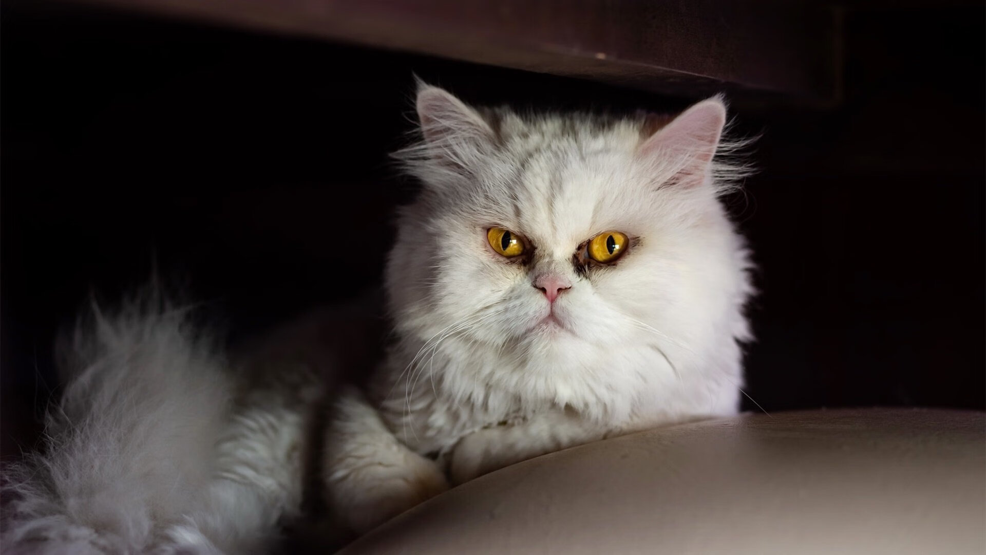 开云平台-跨洋对决,马克西救赎之战,辽宁钢铁洪流一波带走掘金