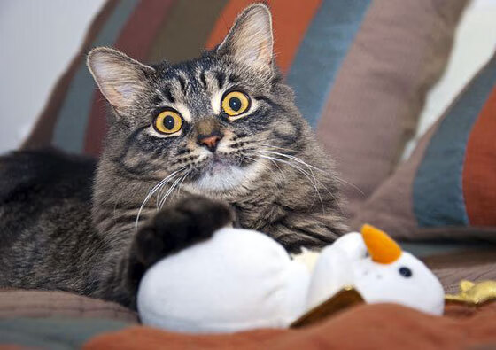 开云体育平台APP-卡马文加节奏风暴席卷赛场,阿尔及利亚一波流强势带走挪威