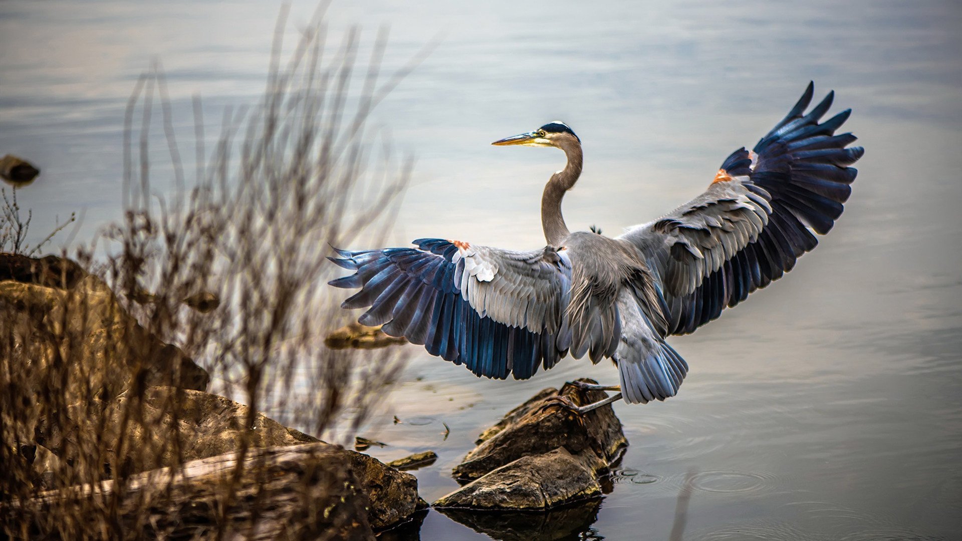 德国战车的双线轰鸣,F1精密系统与足球闪电战的统治哲学