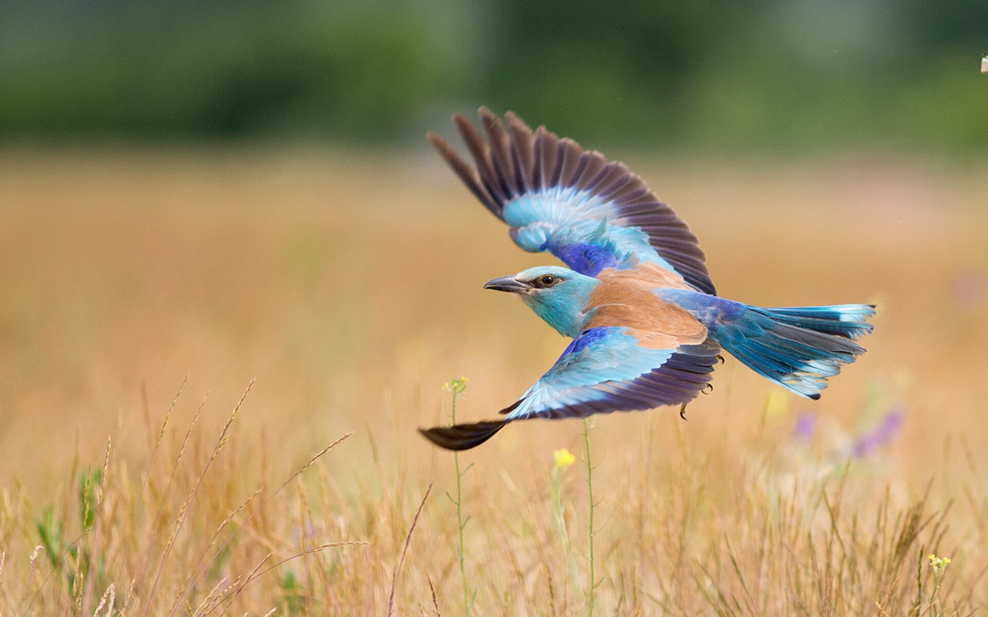 马克西压哨绝杀!黄蜂险胜山西队,末节逆转惊心动魄