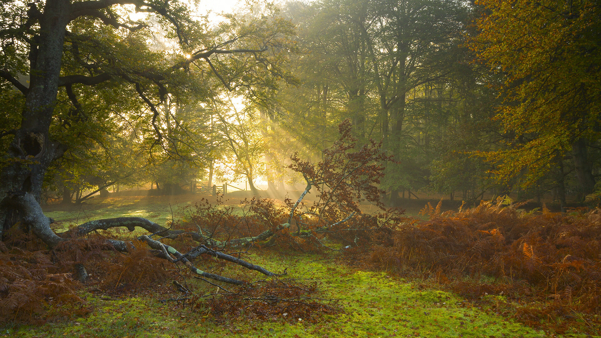 当命运亮出黄牌，卡拉斯科用满分评分回敬