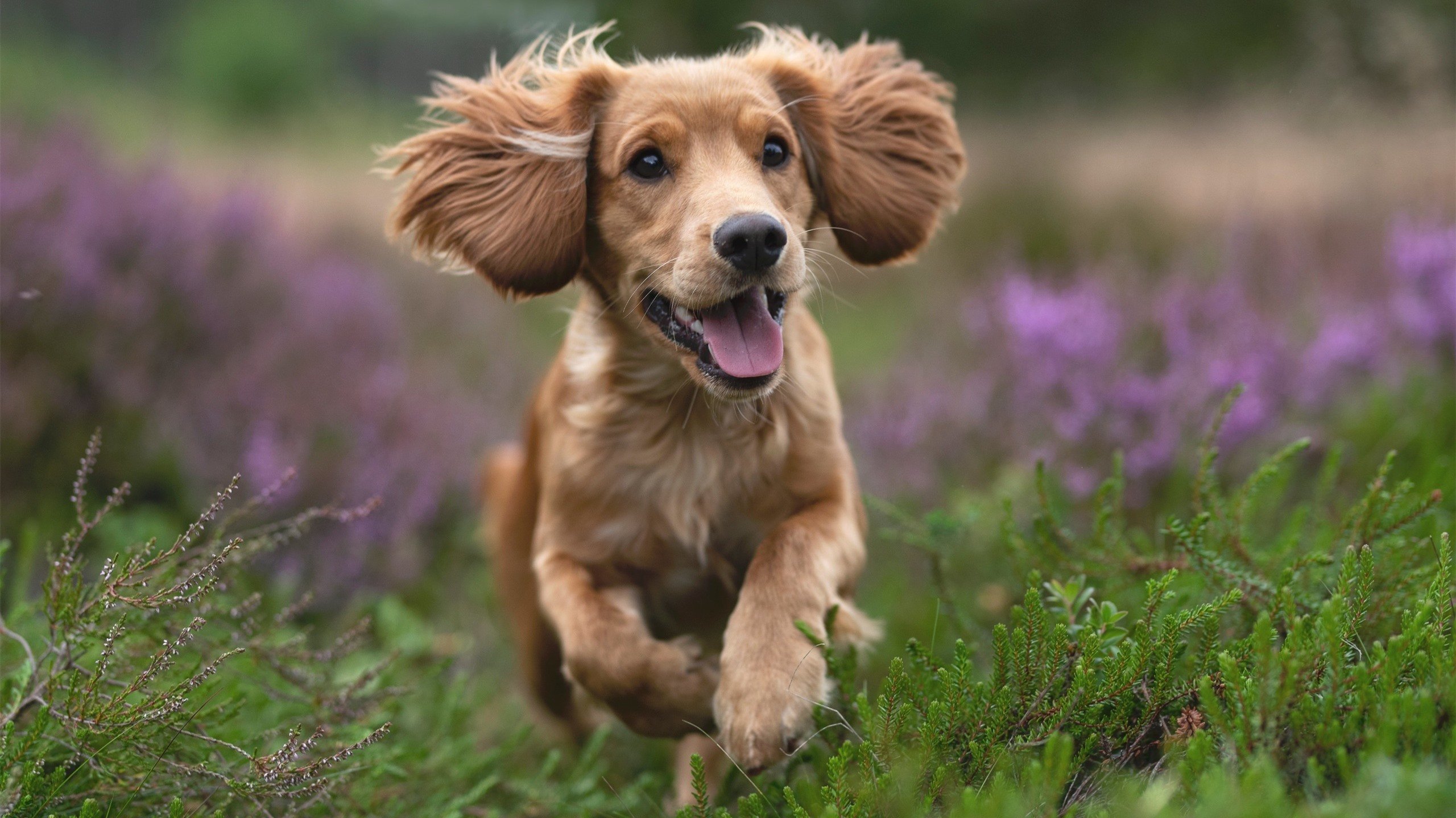 无名之辈的怒吼，中韩电竞对决，阿克用实力击碎所有质疑