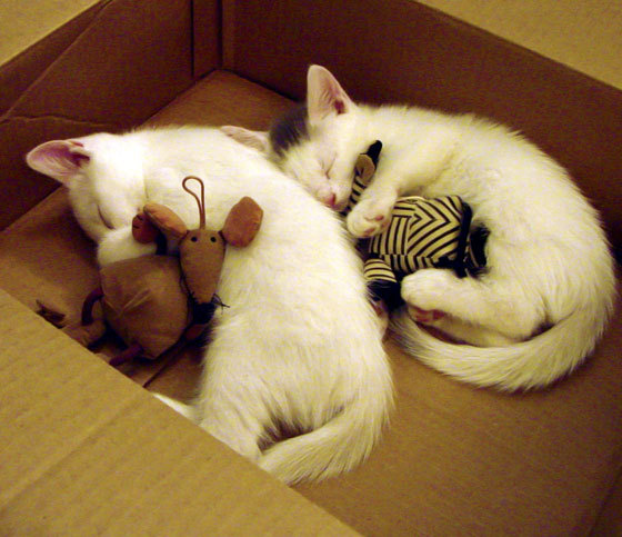 开云体育官方网站-墨西哥生死战力克芬兰,美加墨世界杯焦点战点燃晋级希望