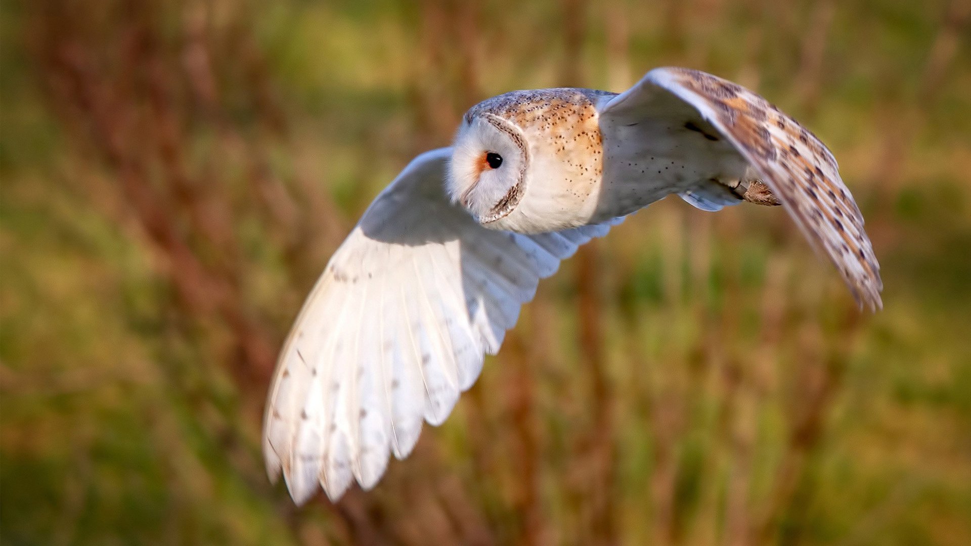 绿茵场上的全球热望，当巴拉圭心系芬兰，莱万点燃欧冠之夜