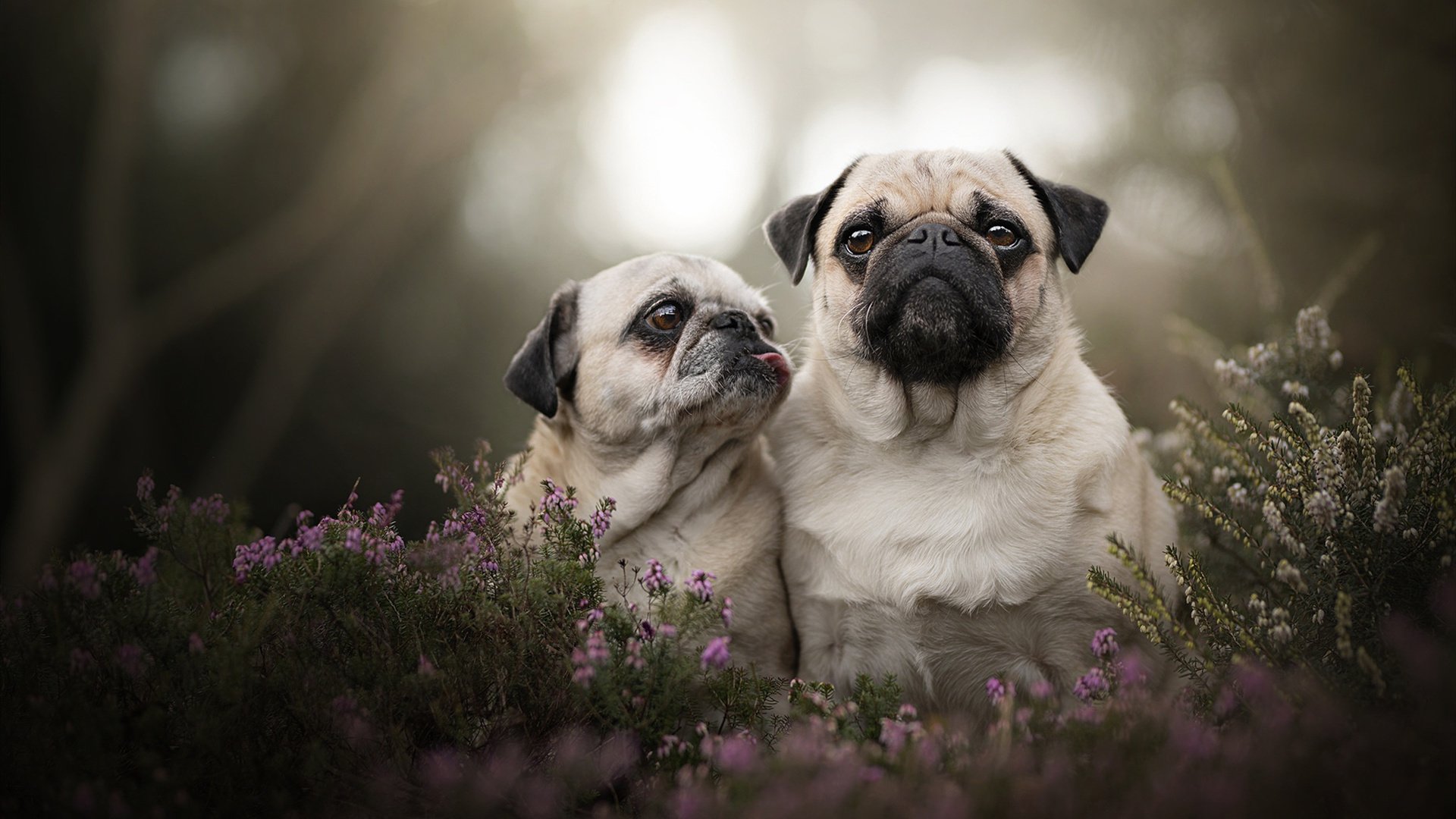开云体育app-刹车点间的统治者，当英格拉姆在篮球街道赛按下全队引擎