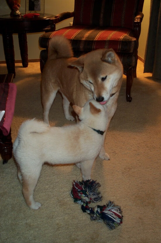 开云APP-东欧闪电撕裂夜空，德国战车碾过樱花防线