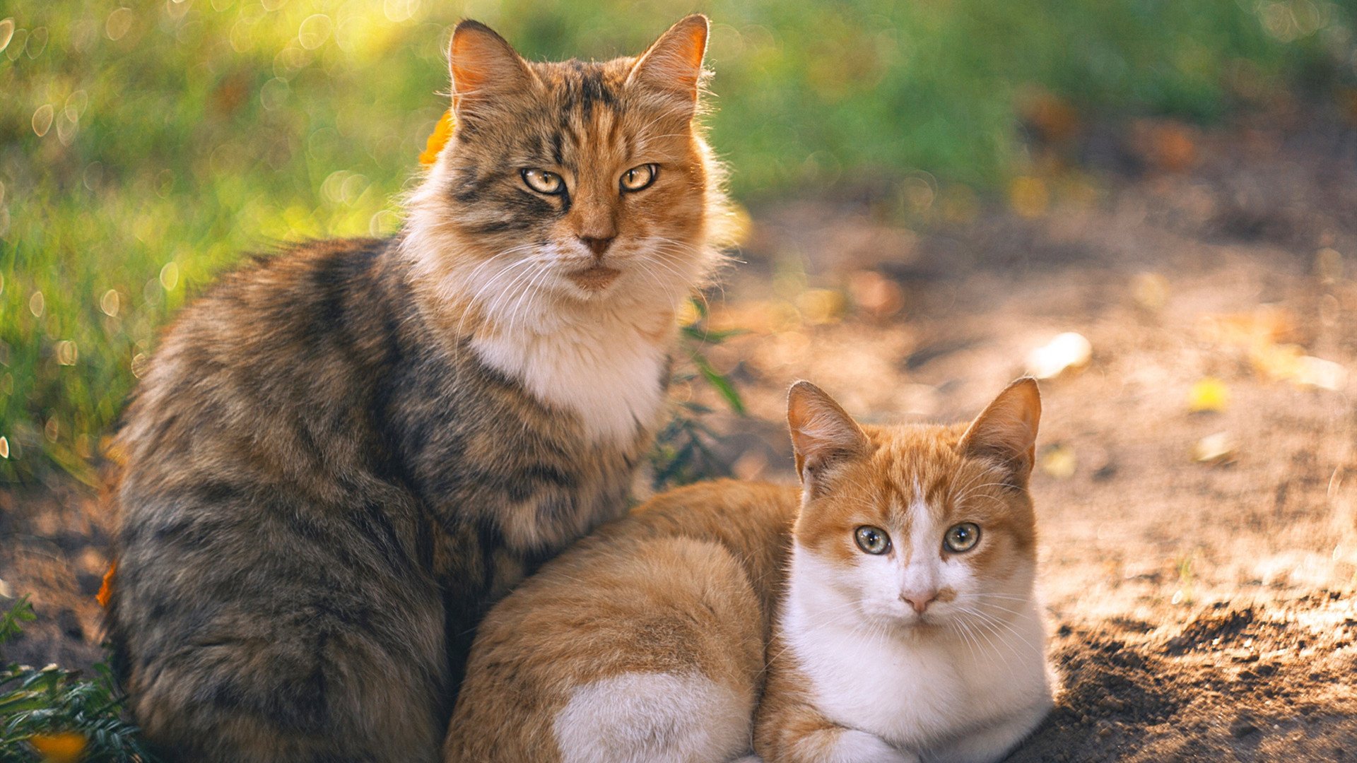 开云体育下载-活塞力克浙江晋级八强,霍勒迪终场绝杀一锤定音