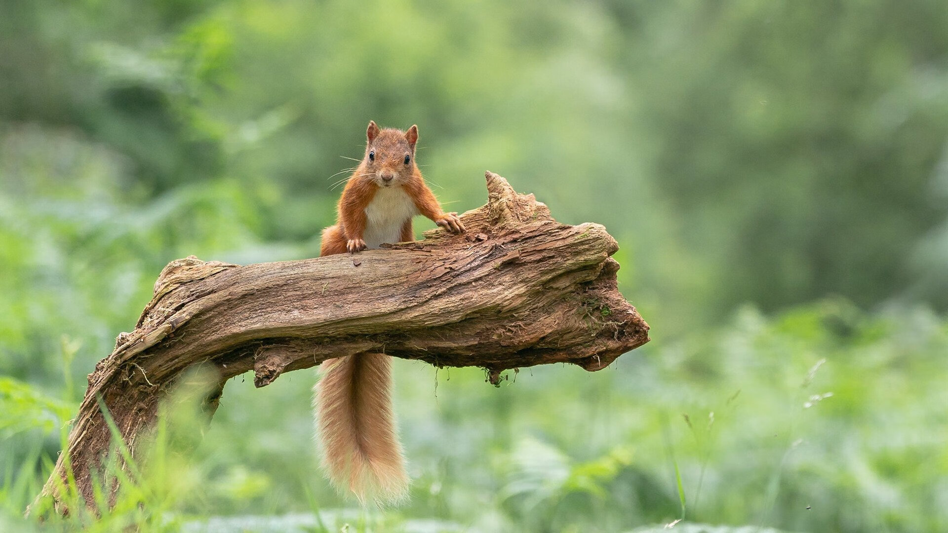 开云体育官方网站-伊拉克力克葡萄牙，草根逆袭，凯塞多一战封神铸就亚洲足球新篇章